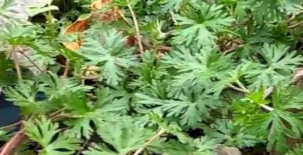  名字■农村一种野草的名字十分霸气，是药王孙思邈所赐，有活血