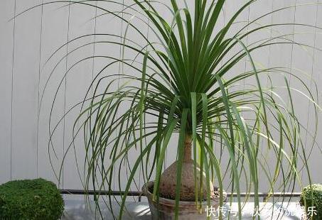  从此|这3种花养在客厅里，空气清新无异味，健康从此多一份保障