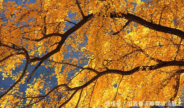 李世民栽的银杏树距今已有1400多年，傲然屹立，梦回盛唐