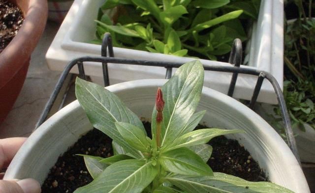  『漂亮』皮实又便宜的“3种花”，就养它，动不动开爆盆，耐晒漂亮