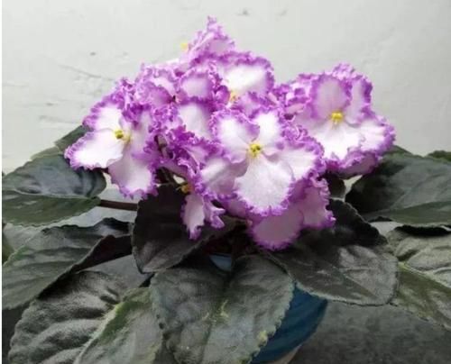 洋桔梗:4种花现在养刚刚好,开花很漂亮,随便一养成花海!