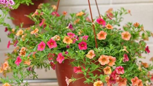适合■6种花适合“吊起来”养,开花多不占地,阳台变花园,看着真过瘾