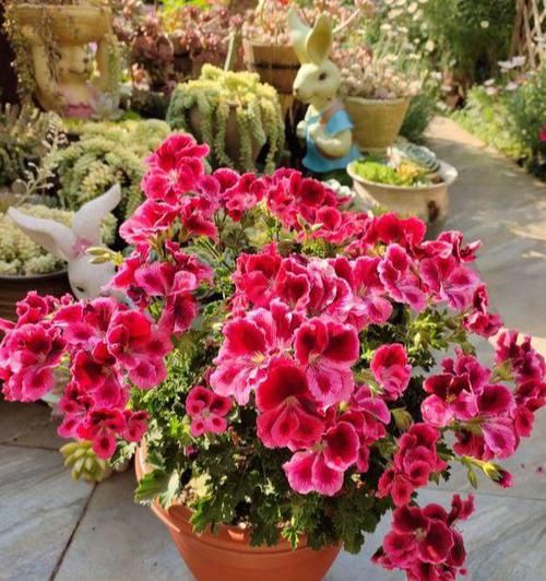  『繁殖力』这些花，繁殖力强大，扔进土里就发芽，爆盆式的开花