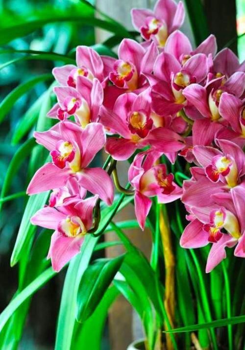  『凤仙花』4种花适合新手养，不用费心，沾土就活，给水就疯长