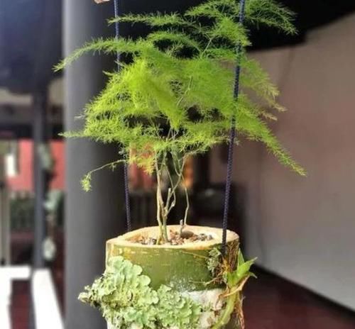 【合适】如何打理文竹合适又实用？4点做到位，植株枝叶繁茂、长得旺