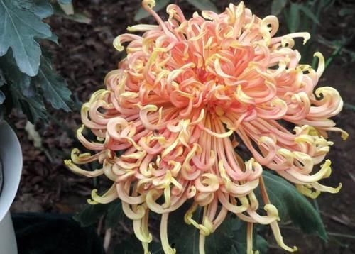 「金发」喜欢菊花,不如养盆“菊中珍品”红衣金钩,似波浪金发,俏皮可爱