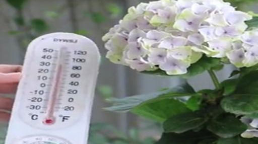  度夏|夏天不要让绣球花晒成“小黑炭”，切记这三点，安然度夏轻松爆盆