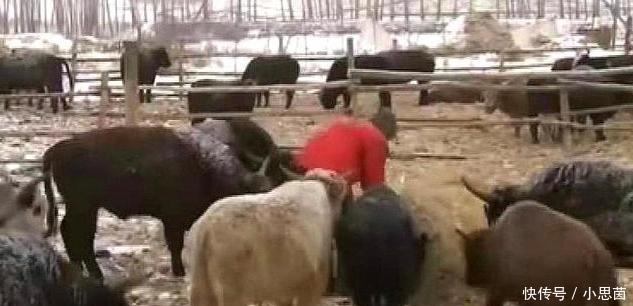  #发现#农户买了73头牛，平均4000元一头，养了半年后发现没人要，为啥？