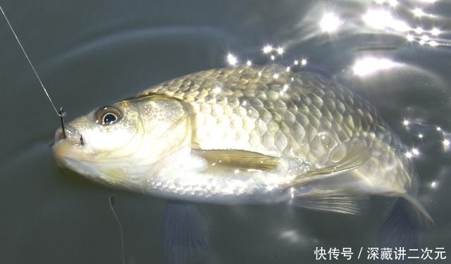  记住@正值繁殖季节，鲫鱼鲤鱼该怎么钓？记住这些方法上大鱼不难