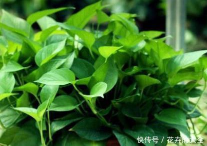  蟹爪兰■新手养花，不如养盆花中精品“吊兰”，净化空气，外形美观