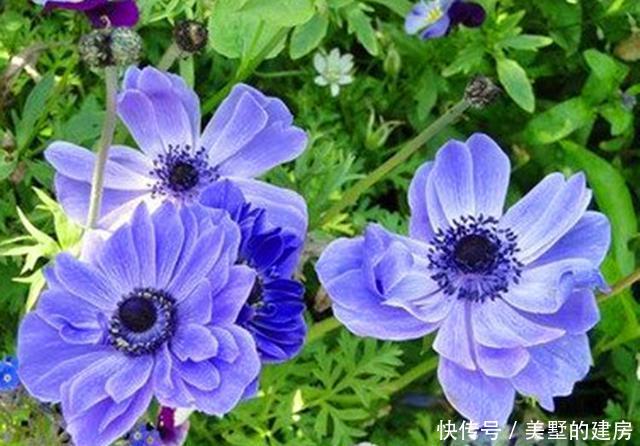 家里■这些美的动人心弦的植物,究竟有毒吗?家里可以种吗