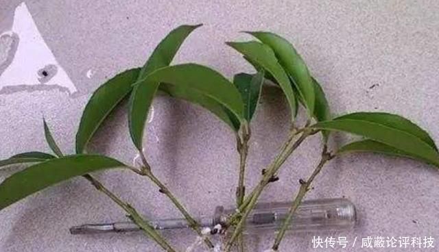  你个@扦插植物有难度？教你个最简单的方法，插什么活什么，太简单了