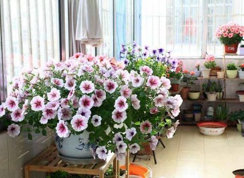 天假■乡间趣事!国庆7天假,看“理工男”如何照顾女友“花花草草”:活着就好!