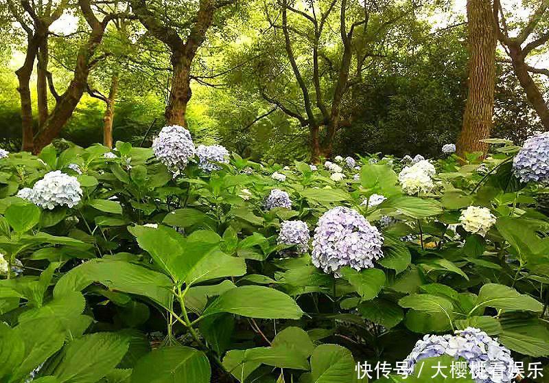 它是浙江人气最旺的景区之一，也是最有内涵的景区之一，还免费