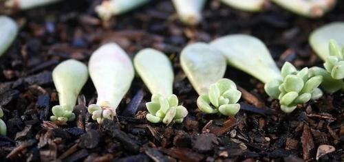  『植物的叶片』用塑料瓶来水培多肉植物叶片，快速促进生根，长芽后就可转土培