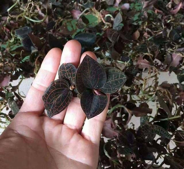  【长出】乡下有一种野草，名叫金线莲，叶有花纹颜值高，价值不低是高价