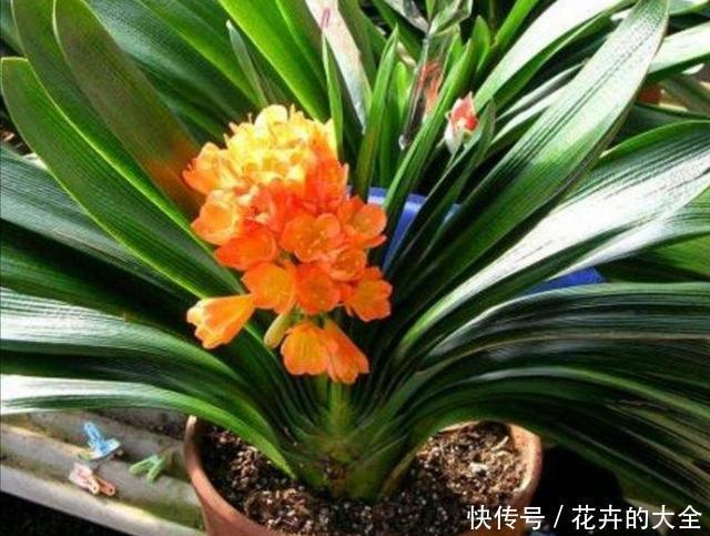 新叶|家里养君子兰,每月在花盆里加点“它”,新叶蹭蹭长