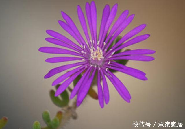 【枝干】叶子像可爱的兔耳,开花如雏菊般清新的枝干番杏,合理配土很重要
