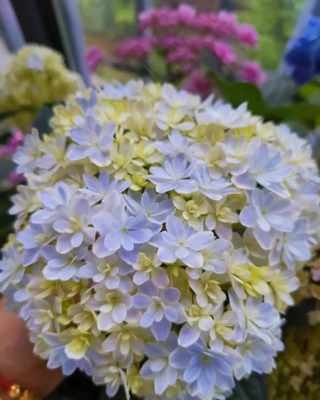 #图片作者#有一颗爱花的心,就算只有个封闭小阳台,也能养出一片花海!