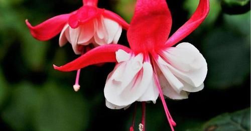  『款花』3款花非常适合新手，30天不浇水依然开花，越不管长的越旺，好养