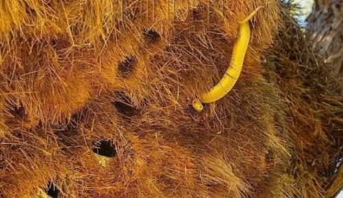 世界上最大的鸟巢，重达1吨有着百年历史，就在非洲的一棵树上