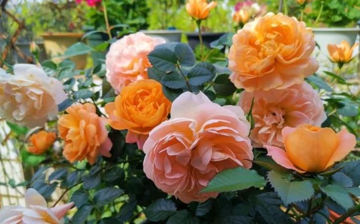  【蝴蝶兰】4种美丽的花，寓意“爱情甜蜜、收获幸福”，赶快养起来吧！