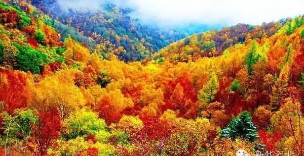 赏红叶打卡地！别错过整个秋天，这个景区，50岁以上免票！