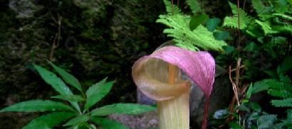  价值|这种野生物，珍贵独特，有幸在山上遇到别破坏，它价值好高