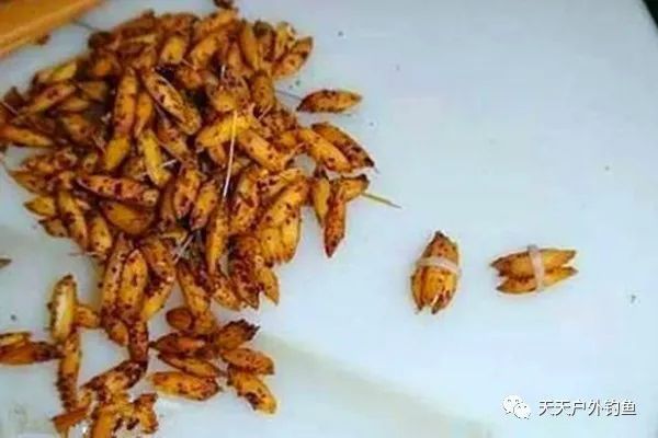  #不及#野钓必杀技：这些饵料小鱼避之不及，大鱼喜欢，专钓大鲤大草鱼！