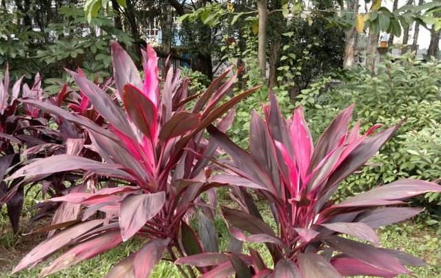 「朱蕉它」色彩高雅华丽,这种红色“竹子”,客厅养一盆,好运来招财运!