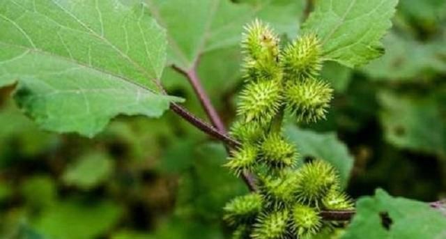  #玩乐#乡下1野草，农村小孩用来玩乐，果实沾到难去除，却不知浑