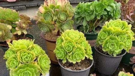 切口|法师如何爆侧芽,法师侧芽方法如此简单