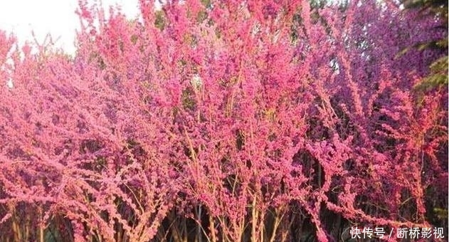 艳丽@紫荆花早春叶前开放,无论枝、干布满紫色花朵,艳丽可爱