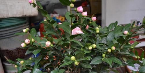  #盆栽茶花#养茶花，一个浇水小细节，不掉叶、开花多、长得壮，一盆养多年