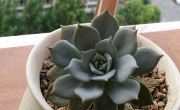  解植物■“养花杀手”养出来的花是什么样子？哈哈哈，笑死我了！
