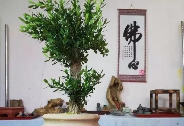  [南方]10年前一盆上万，10年后一盆十块，烂大街的黄杨，被玩坏的盆景