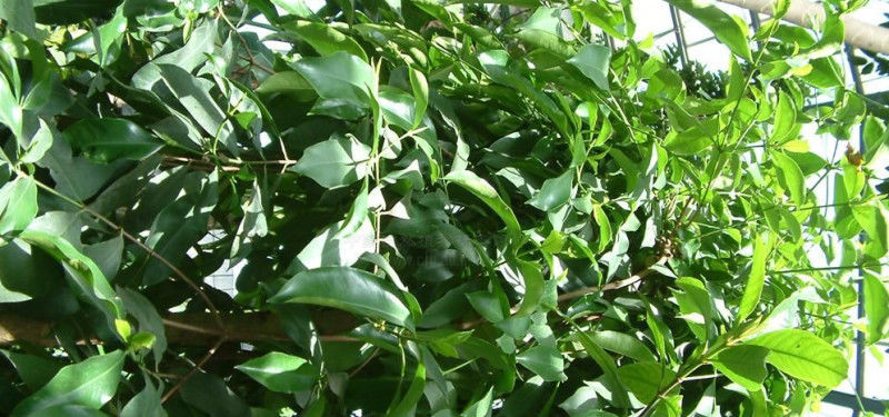  养花常识@旁杞木为红树科的一种，小枝和枝干燥时紫褐色。