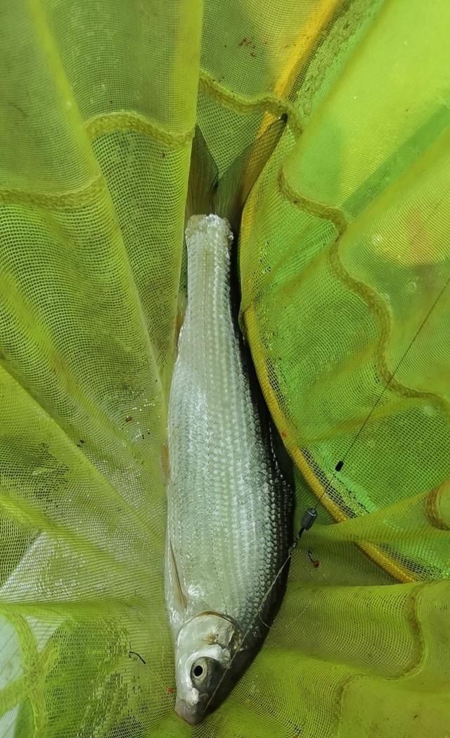  【失误】一个大的失误，造成鱼杆失踪！含泪警告钓友