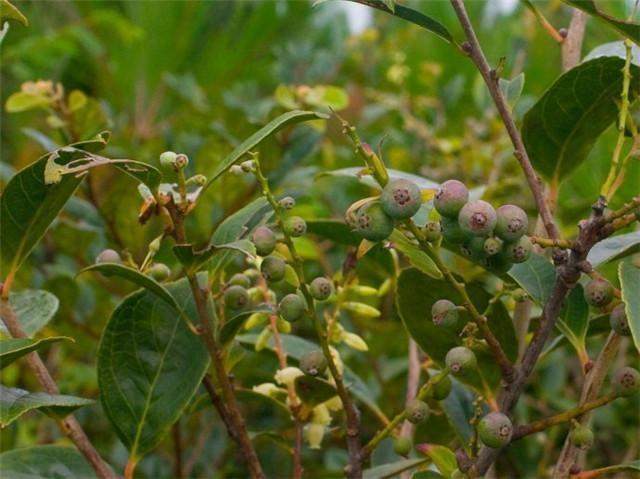 「地上」农村山里的野果落在地上无人采，但城里却卖几十块钱，