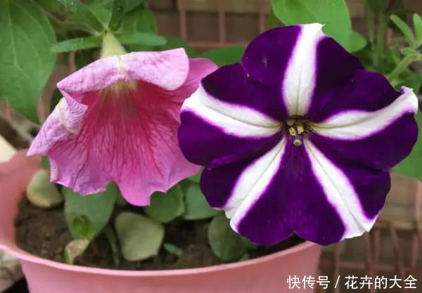  [小孩]养什么花好？阳台养这4种花，花开繁盛惹人爱，大人小孩都能养好