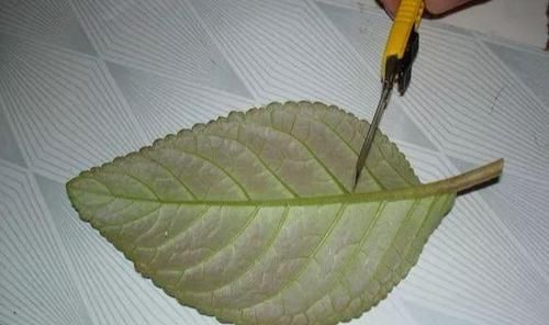  一大：6种花好看不用买，蹭掉的叶子插土里，3个月长出一大盆！