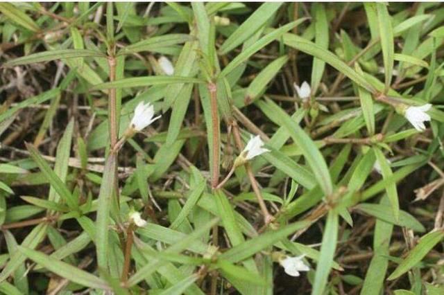 农村见到这野草别拔，采回家晒干泡茶，价值高菜园子里最多