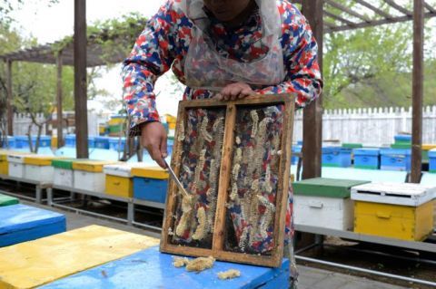  「京纯养蜂专业合作社」图记 | 春暖花开 北京蜂农忙”采蜜“