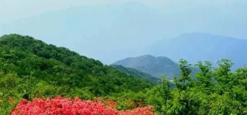 「燃起」余杭燃起“火烧云”,满山的杜鹃花美极了!