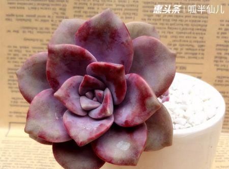  #上名#傻傻分不清的多肉，就看它这儿，一眼就能叫上名！