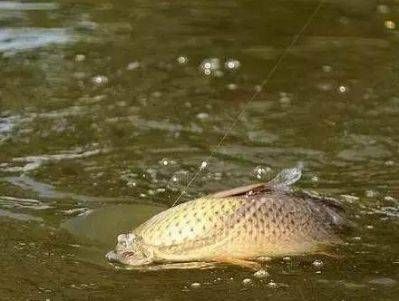 『水下』水下什么鱼,看鱼泡基本上八九不离十,鲤草鲫青鲢都能看出来