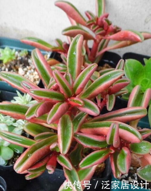 『种植物』一种“椒草”长出大斧子,开春养护要狠心修剪,窜出更多新枝