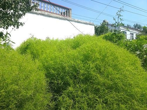 农村有种植物，既可以观赏，又是野菜，俗称“摘不败”