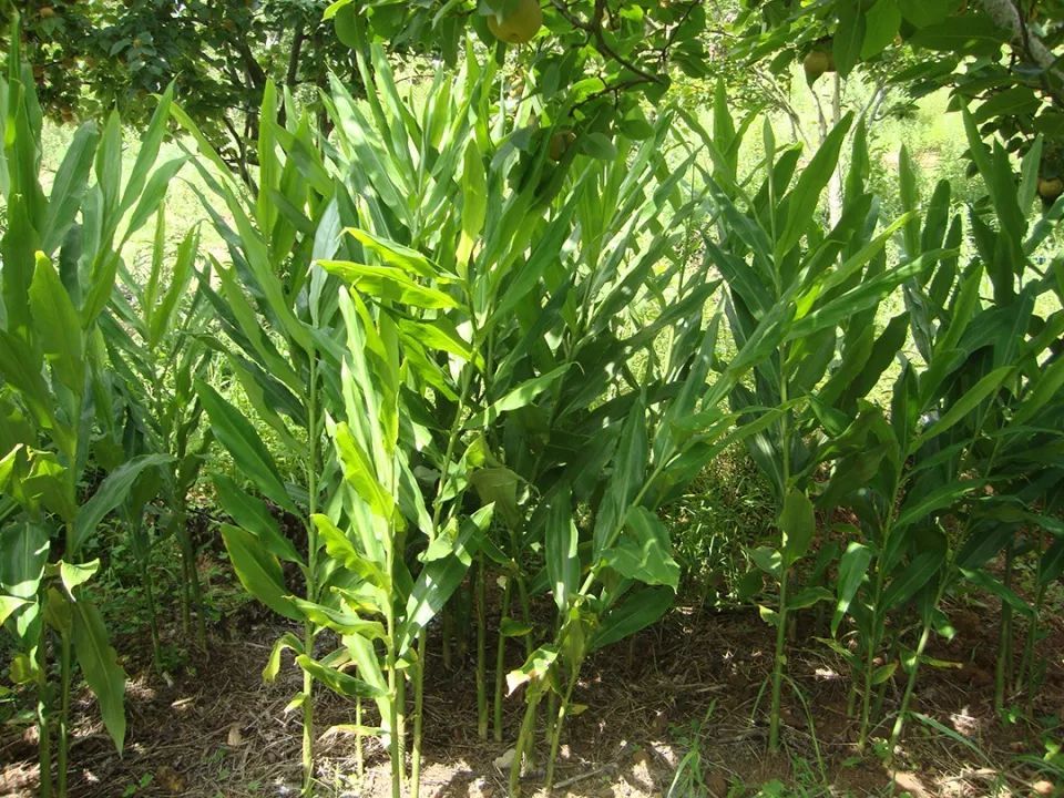 农村山里一种野草，花是稀罕野菜，做泡菜是一绝，营养不输人参