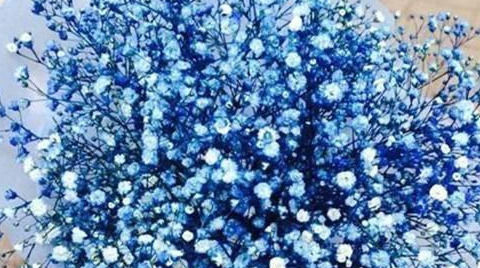  『盆栽』满天星怎么养？按这5点养护，可以开出100朵小花，盆栽变花球